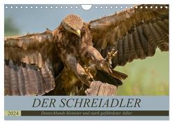 Der Schreiadler (Clanga pomarina) – Deutschands kleinster und stark gefährdeter Adler. (Wandkalender 2024 DIN A4 quer), CALVENDO Monatskalender von Wünsche,  Arne