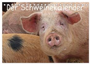 Der Schweinekalender (Tischkalender 2024 DIN A5 quer), CALVENDO Monatskalender von Schmutzler-Schaub,  Christine