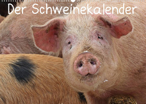Der Schweinekalender (Wandkalender 2023 DIN A2 quer) von Schmutzler-Schaub,  Christine