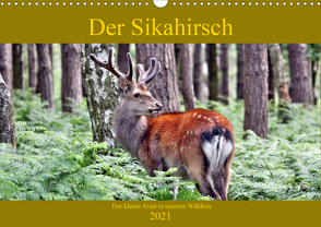 Der Sikahirsch – Der kleine Asiat in unseren Wäldern (Wandkalender 2021 DIN A3 quer) von Klatt,  Arno