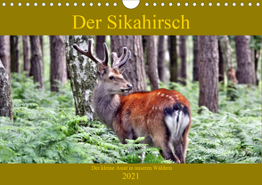 Der Sikahirsch – Der kleine Asiat in unseren Wäldern (Wandkalender 2021 DIN A4 quer) von Klatt,  Arno