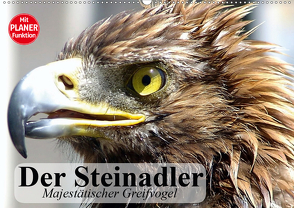 Der Steinadler. Majestätischer Greifvogel (Wandkalender 2021 DIN A2 quer) von Stanzer,  Elisabeth