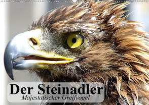 Der Steinadler. Majestätischer Greifvogel (Wandkalender 2021 DIN A2 quer) von Stanzer,  Elisabeth