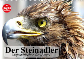 Der Steinadler. Majestätischer Greifvogel (Wandkalender 2022 DIN A2 quer) von Stanzer,  Elisabeth