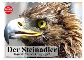 Der Steinadler. Majestätischer Greifvogel (Wandkalender 2024 DIN A2 quer), CALVENDO Monatskalender von Stanzer,  Elisabeth