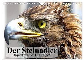 Der Steinadler. Majestätischer Greifvogel (Wandkalender 2024 DIN A4 quer), CALVENDO Monatskalender von Stanzer,  Elisabeth