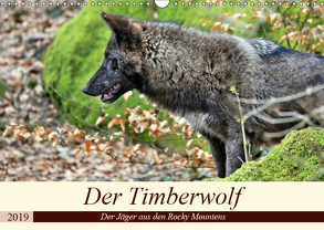 Der Timberwolf – Der Jäger aus den Rocky Mountains (Wandkalender 2019 DIN A3 quer) von Klatt,  Arno