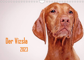 Der Vizsla 2023 (Wandkalender 2023 DIN A4 quer) von Stark,  Susanne