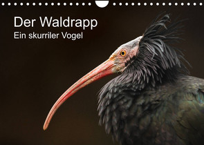 Der Waldrapp – Ein skurriler Vogel (Wandkalender 2023 DIN A4 quer) von the Snow Leopard,  Cloudtail