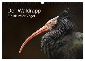 Der Waldrapp – Ein skurriler Vogel (Wandkalender 2024 DIN A3 quer), CALVENDO Monatskalender von the Snow Leopard,  Cloudtail
