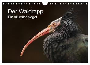 Der Waldrapp – Ein skurriler Vogel (Wandkalender 2024 DIN A4 quer), CALVENDO Monatskalender von the Snow Leopard,  Cloudtail