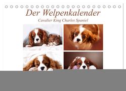 Der Welpenkalender – Cavalier King Charles Spaniel (Tischkalender 2024 DIN A5 quer), CALVENDO Monatskalender von Bürger,  Janina