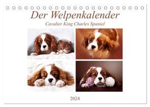 Der Welpenkalender – Cavalier King Charles Spaniel (Tischkalender 2024 DIN A5 quer), CALVENDO Monatskalender von Bürger,  Janina