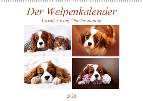Der Welpenkalender – Cavalier King Charles Spaniel (Wandkalender 2020 DIN A2 quer) von Bürger,  Janina