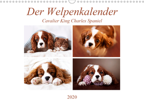 Der Welpenkalender – Cavalier King Charles Spaniel (Wandkalender 2020 DIN A3 quer) von Bürger,  Janina