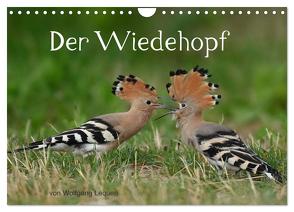 Der Wiedehopf (Wandkalender 2024 DIN A4 quer), CALVENDO Monatskalender von Lequen,  Wolfgang