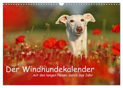 Der Windhundekalender (Wandkalender 2024 DIN A3 quer), CALVENDO Monatskalender von Köntopp,  Kathrin