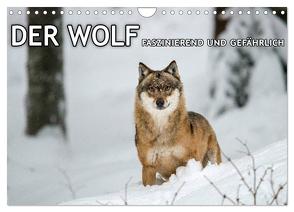 DER WOLF – faszinierend und gefährlich (Wandkalender 2024 DIN A4 quer), CALVENDO Monatskalender von Haidl - www.chphotography.de,  Christian