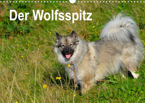 Der Wolfsspitz (Wandkalender 2022 DIN A3 quer) von Werner-Ney,  S.