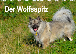 Der Wolfsspitz (Wandkalender 2023 DIN A2 quer) von Werner-Ney,  S.
