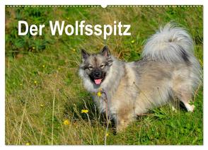 Der Wolfsspitz (Wandkalender 2024 DIN A2 quer), CALVENDO Monatskalender von Werner-Ney,  S.
