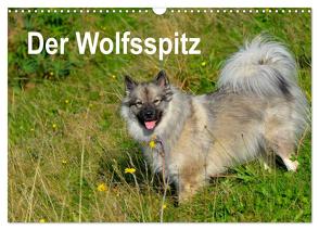 Der Wolfsspitz (Wandkalender 2024 DIN A3 quer), CALVENDO Monatskalender von Werner-Ney,  S.