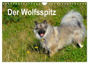 Der Wolfsspitz (Wandkalender 2024 DIN A4 quer), CALVENDO Monatskalender von Werner-Ney,  S.