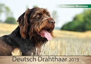 Deutsch Drahthaar 2019