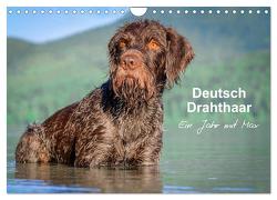 Deutsch Drahthaar – Ein Jahr mit Max (Wandkalender 2024 DIN A4 quer), CALVENDO Monatskalender von Wuffclick-pic,  Wuffclick-pic
