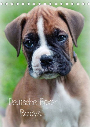 Deutsche Boxer Babys… (Tischkalender 2023 DIN A5 hoch) von Schwalm Böttcher,  Nicole