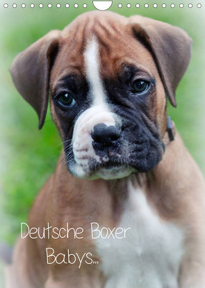 Deutsche Boxer Babys… (Wandkalender 2023 DIN A4 hoch) von Schwalm Böttcher,  Nicole