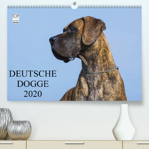 Deutsche Dogge 2020 (Premium, hochwertiger DIN A2 Wandkalender 2020, Kunstdruck in Hochglanz) von Starick,  Sigrid