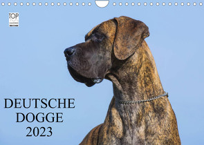 Deutsche Dogge 2023 (Wandkalender 2023 DIN A4 quer) von Starick,  Sigrid