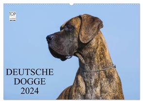 Deutsche Dogge 2024 (Wandkalender 2024 DIN A2 quer), CALVENDO Monatskalender von Starick,  Sigrid