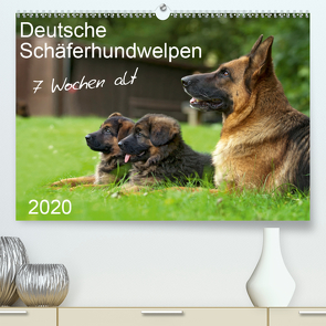 Deutsche Schäferhundwelpen 7 Wochen alt (Premium, hochwertiger DIN A2 Wandkalender 2020, Kunstdruck in Hochglanz) von Schiller,  Petra