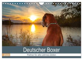 Deutscher Boxer (Wandkalender 2024 DIN A4 quer), CALVENDO Monatskalender von Mielke,  Kerstin