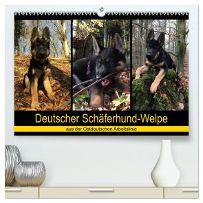 Deutscher Schäferhund-Welpe – aus der Ostdeutschen Arbeitslinie (hochwertiger Premium Wandkalender 2024 DIN A2 quer), Kunstdruck in Hochglanz von Riedel,  Tanja