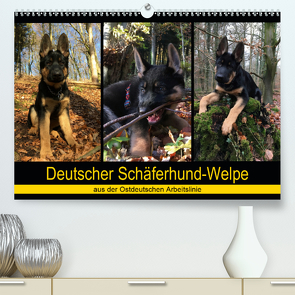 Deutscher Schäferhund-Welpe – aus der Ostdeutschen Arbeitslinie (Premium, hochwertiger DIN A2 Wandkalender 2021, Kunstdruck in Hochglanz) von Riedel,  Tanja