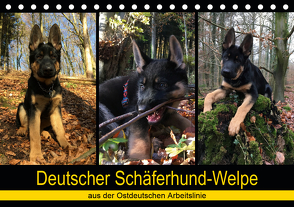 Deutscher Schäferhund-Welpe – aus der Ostdeutschen Arbeitslinie (Tischkalender 2021 DIN A5 quer) von Riedel,  Tanja
