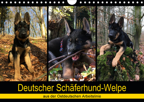 Deutscher Schäferhund-Welpe – aus der Ostdeutschen Arbeitslinie (Wandkalender 2021 DIN A4 quer) von Riedel,  Tanja