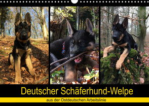 Deutscher Schäferhund-Welpe – aus der Ostdeutschen Arbeitslinie (Wandkalender 2022 DIN A3 quer) von Riedel,  Tanja