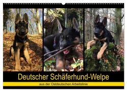 Deutscher Schäferhund-Welpe – aus der Ostdeutschen Arbeitslinie (Wandkalender 2024 DIN A2 quer), CALVENDO Monatskalender von Riedel,  Tanja