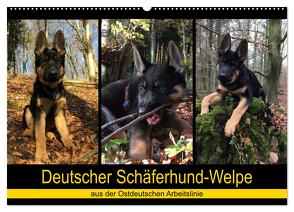 Deutscher Schäferhund-Welpe – aus der Ostdeutschen Arbeitslinie (Wandkalender 2024 DIN A2 quer), CALVENDO Monatskalender von Riedel,  Tanja