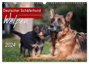 Deutscher Schäferhund – Welpen / CH-Version (Wandkalender 2024 DIN A3 quer), CALVENDO Monatskalender von Schiller,  Petra