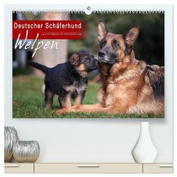 Deutscher Schäferhund – Welpen (hochwertiger Premium Wandkalender 2024 DIN A2 quer), Kunstdruck in Hochglanz von Schiller,  Petra