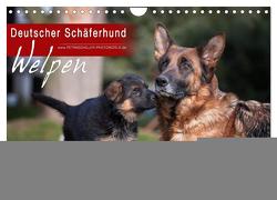 Deutscher Schäferhund – Welpen (Wandkalender 2024 DIN A4 quer), CALVENDO Monatskalender von Schiller,  Petra