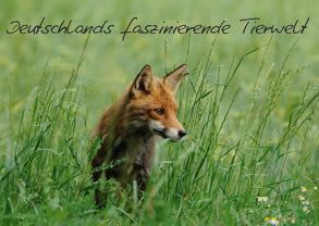 Deutschlands faszinierende Tierwelt (Posterbuch DIN A4 quer) von Schmalhofer,  Christian