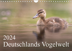 Deutschlands Vogelwelt (Wandkalender 2024 DIN A4 quer), CALVENDO Monatskalender von Wiechert,  Thies