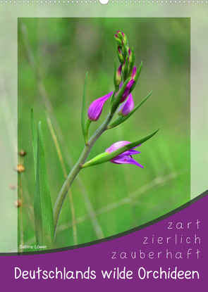Deutschlands wilde Orchideen (Wandkalender 2022 DIN A2 hoch) von Löwer,  Sabine