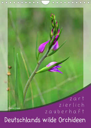 Deutschlands wilde Orchideen (Wandkalender 2023 DIN A4 hoch) von Löwer,  Sabine